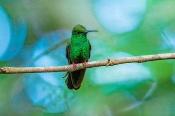 Bronze-tailed plumeleteer (Chalybura urochrysia) is a large hummingbird resident in Central America and South America from eastern Honduras to northwestern Ecuador. 