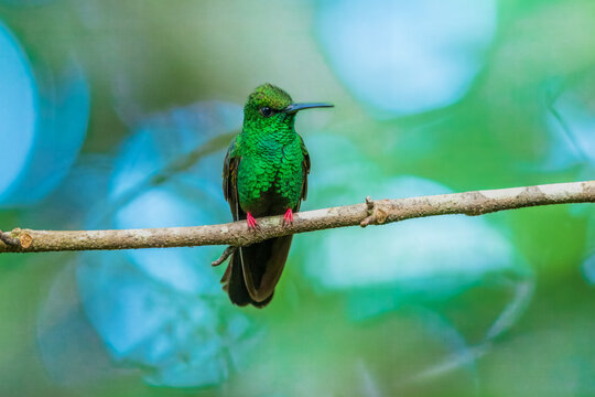 Bronze-tailed plumeleteer (Chalybura urochrysia) is a large hummingbird resident in Central America and South America from eastern Honduras to northwestern Ecuador. 