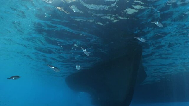 squid school underwater close up cuttlefish big eye cephalopod sepioteuthis lessonia