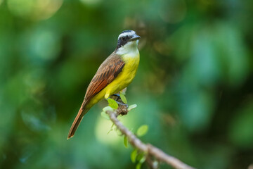Yellow bird from Costa Rica. Great Kiskadee, Pitangus sulphuratus, Tyran bentevi , brown and yellow tropical tanager in nature habitat