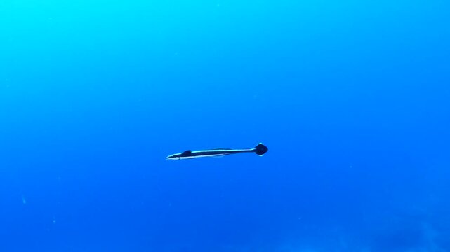 remora fish underwater slow motion swim in blue water pilotfish ocean scenery