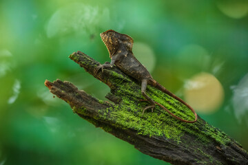 Smooth helmeted iguana sometimes also known as helmeted iguana, helmeted basilisk, elegant helmeted lizard, (Corytophanes cristatus) is a species of New World lizard in the family Corytophanidae