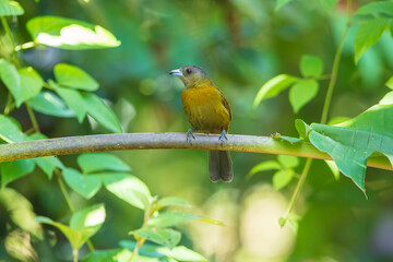 The Scarlet-rumped tanager, Ramphocelus passerinii The bird is perched on the branch at the beautiful flower in the rain forest America Costa Rica Wildlife nature scene. green background 