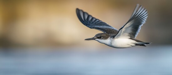 Obraz premium A small bird in flight over blurred water.