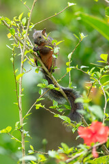 Variegated squirrel (Scariegated squirrel (Sciurus Variegatoides) is a tree squirrel in the genus...