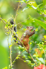 Variegated squirrel (Scariegated squirrel (Sciurus Variegatoides) is a tree squirrel in the genus...