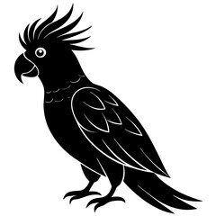 black and white parrot