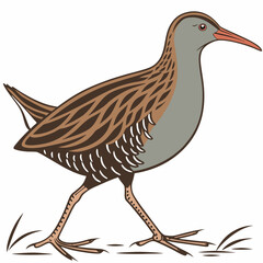 illustration of a bird