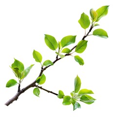 Fototapeta premium Green apples on a branch with leaves isolated on a white background.