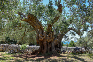 The oldest olive tree (2000 years old) in Croatia at Olive gardens of Lun, Pag island, Croatia 