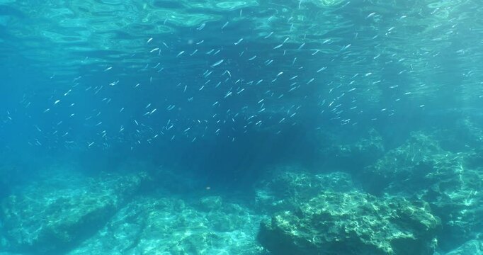 silversides atherinas sun shine and beams underwater silverside fish school Atherina boyeri)
