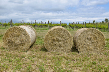 Bales of hay with vineyard in background near istrian town Buje