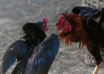 Two cocks are trained for a fight, in a village in Nakhon Sawan province north of Bangkok.