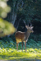 暗闇の林の中から鹿が日差しの当てる草原に姿を現す、鹿の毛並みに太陽の光が当たり逆光のシルエットが綺麗です。鹿はほぼ中央で右を見て居る、手前には木々の前ボケで奥には暗い林の縦構図です。
