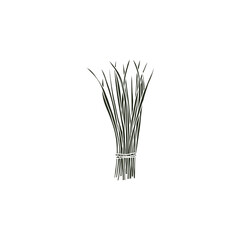 Flat vector chives bunch illustration