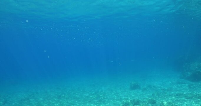 silversides atherinas sun shine and beams underwater silverside fish school Atherina boyeri)