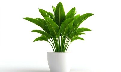 Potted Banana Plant Display, vibrant green leaves, elegant shape, isolated on a clean white backdrop, showcasing tropical beauty and freshness