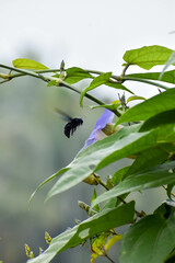 bee on flower