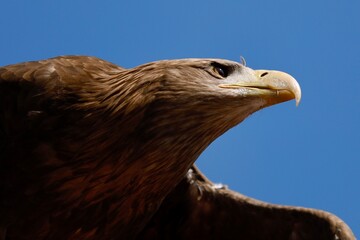 AIGLE ROYAL