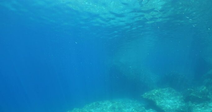silversides atherinas sun shine and beams underwater silverside fish school Atherina boyeri)