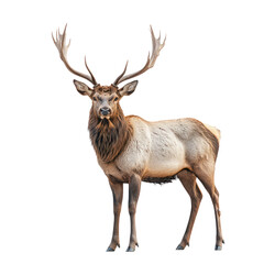 Fototapeta premium Majestic Elk in Profile: A Stunning Wildlife Portrait