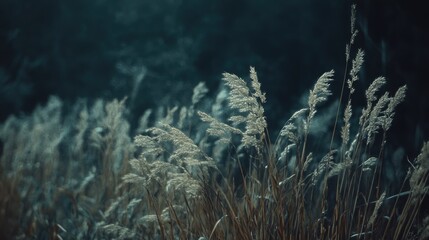 Naklejka premium Silvery grasses sway gently in the evening breeze