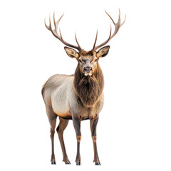 Fototapeta premium Majestic Elk Bull in Profile