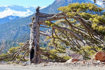 Windswept twisted tree. High quality photo