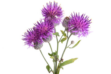 Naklejka premium burdock flower isolated