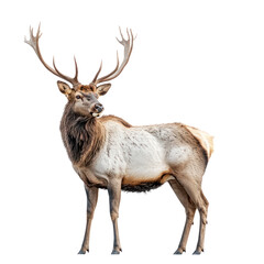 Fototapeta premium Majestic Elk: A Portrait of Wild Beauty