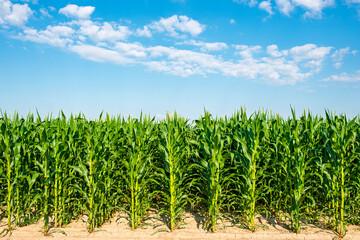 green corn field
