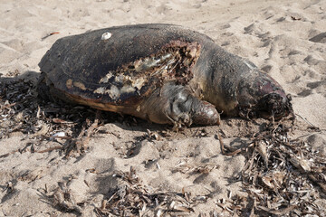 Sea turtle dead on the beach hit by a boat

