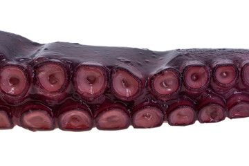 octopus tentacles isolated