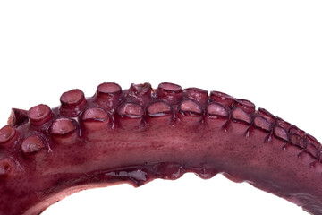 octopus tentacles isolated