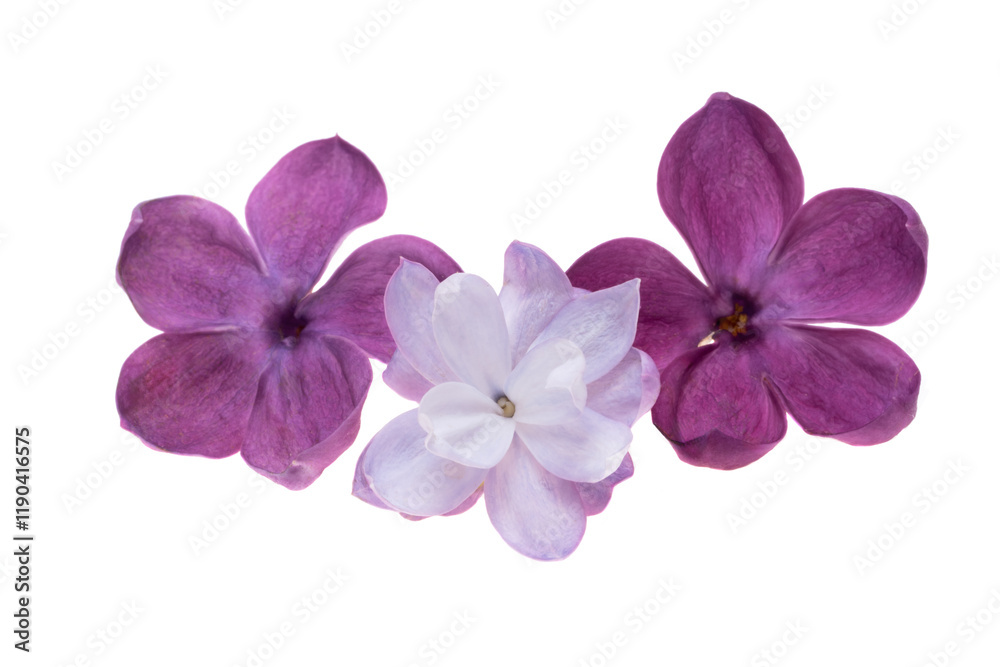 Sticker lilac flower isolated