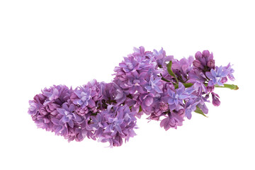lilac flower isolated