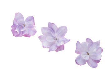 Obraz premium lilac flower isolated