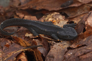 Closeup on a juvenile Mangshan Crocodile Newt, Tylototriton lizhengchangi in dried leaves