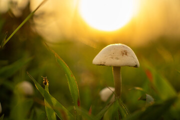 mushroom in the grass