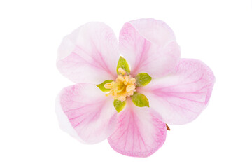apple blossom isolated
