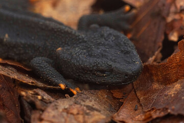 Facial closeup on a juvenile Mangshan Crocodile Newt, Tylototriton lizhengchangi in dried leaves