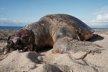 Sea turtle dead on the beach hit by a boat 