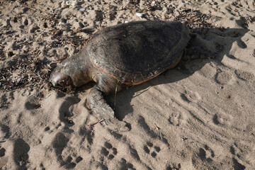 Sea turtle dead on the beach hit by a boat 