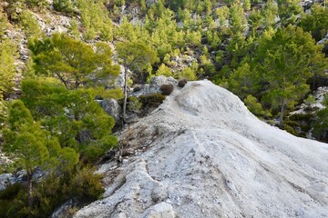 Pine trees landscape. High quality photo