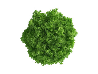 Obraz premium Fresh Green Lettuce Leafy Vegetable Isolated on White Background