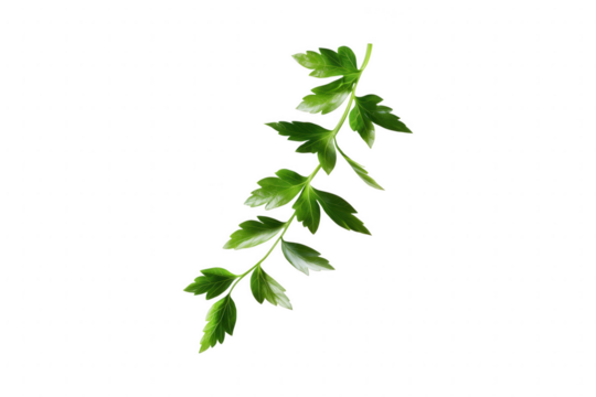 Lush Green Leaf Isolated on Black Background for Nature Themes