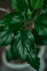 Lush green tropical plants bush (monstera, palm, rubber plant, pine and fern)