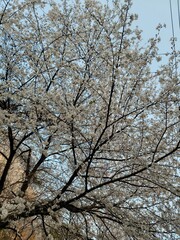 Full Bloom Cherry Blossom Tree Against a Clear Sky