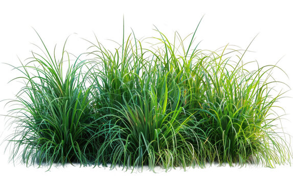 Lush Green Grass Patch Isolated on Black Background for Nature Designs