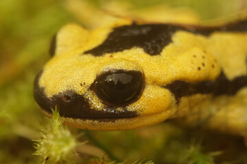Closeup on a colorful yellow male Spanish Iberian fire salamander, Salamandra bernardezi from Tendi Valley, Costa Verde sitting on the forest floor